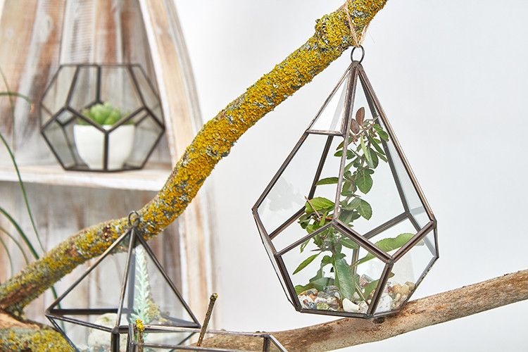 Glass Terrarium – Large Pentagon, NooEdge UK